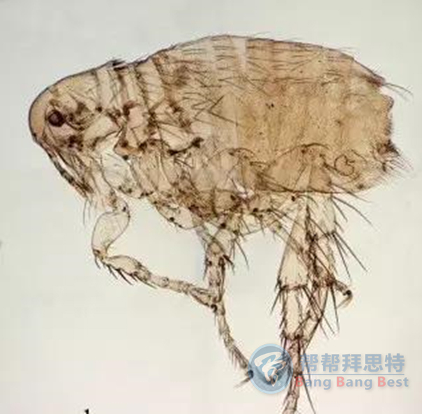 跳蚤的生物习性及危害