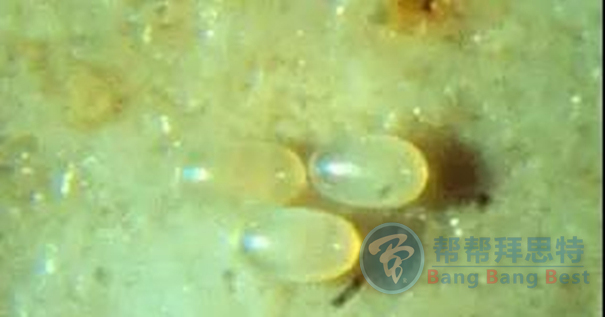 跳蚤的生物习性及危害