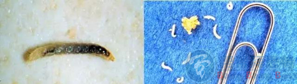 跳蚤的生物习性及危害
