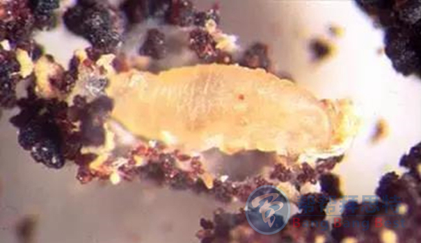 跳蚤的生物习性及危害
