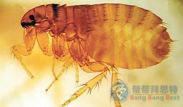 跳蚤的生物习性及危害