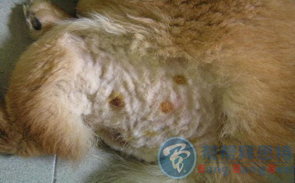 跳蚤的生物习性及危害