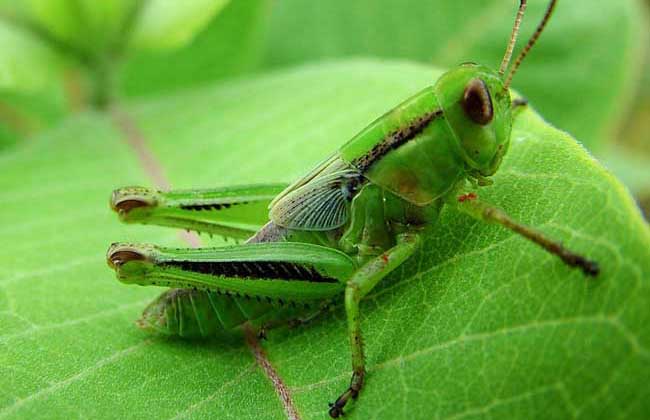 蝗虫是益虫还是害虫？