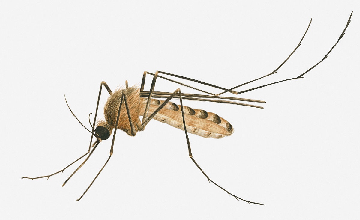 蚊类的生活史