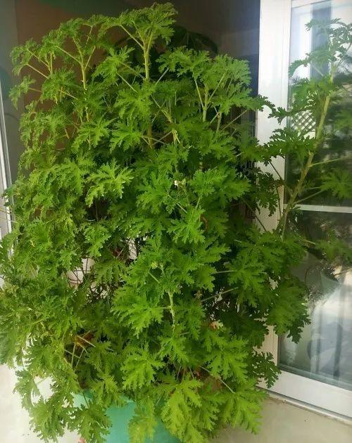 蚊子最怕这8种花！养1盆，蚊香花露水都省了