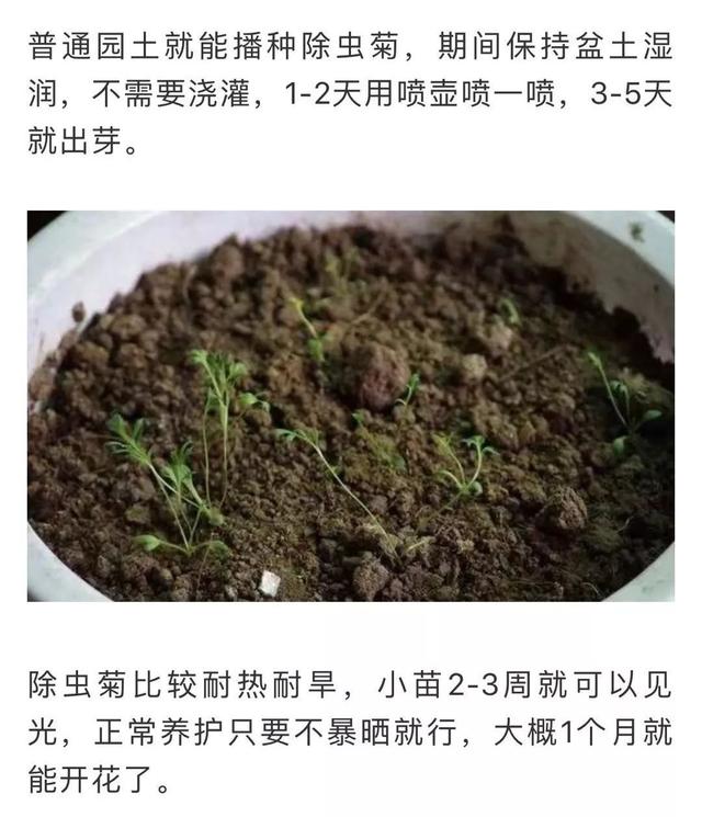 蚊子最怕这8种花！养1盆，蚊香花露水都省了