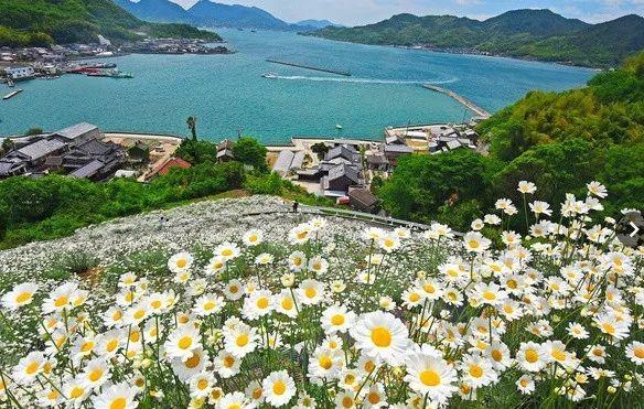 蚊子最怕这8种花！养1盆，蚊香花露水都省了