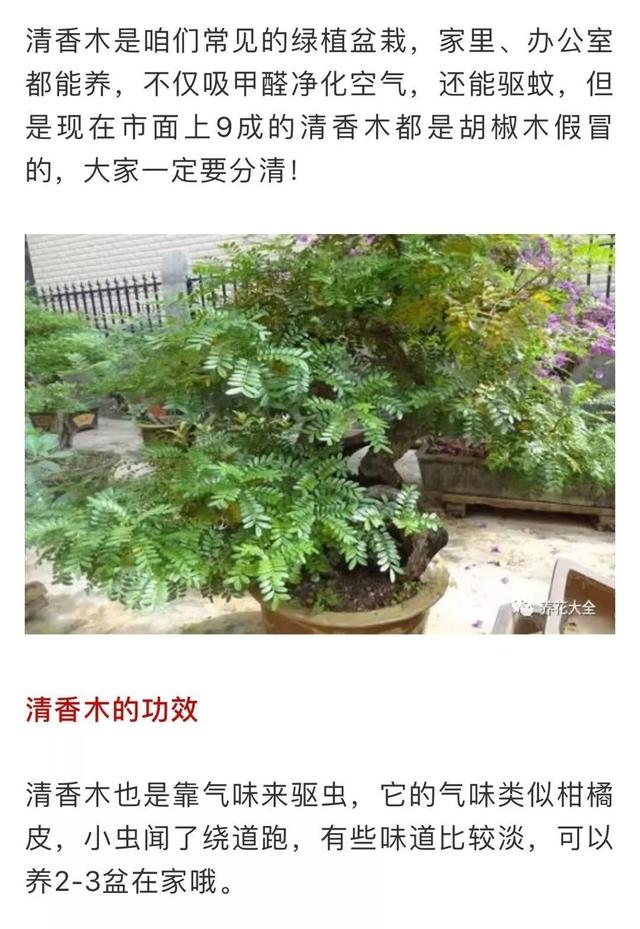 蚊子最怕这8种花！养1盆，蚊香花露水都省了