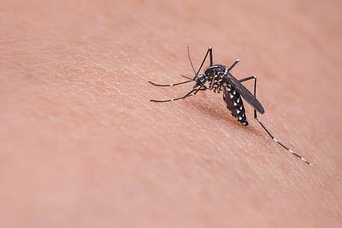 预防登革热，防蚊是关键！13种蚊虫叮咬常用药盘点