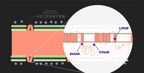 当你杀蟑螂时,究竟发生了什么?