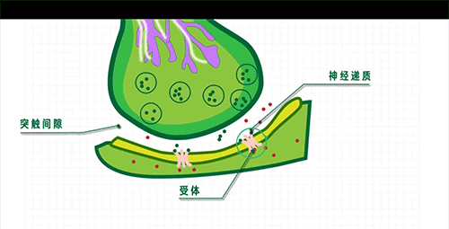 当你杀蟑螂时,究竟发生了什么?