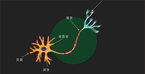 当你杀蟑螂时,究竟发生了什么?