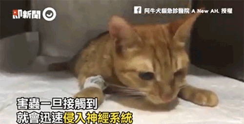 当你杀蟑螂时,究竟发生了什么?