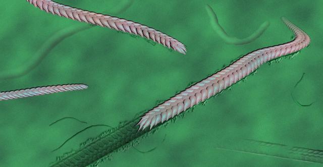 化石揭示5亿年前蠕虫的临终遗迹
