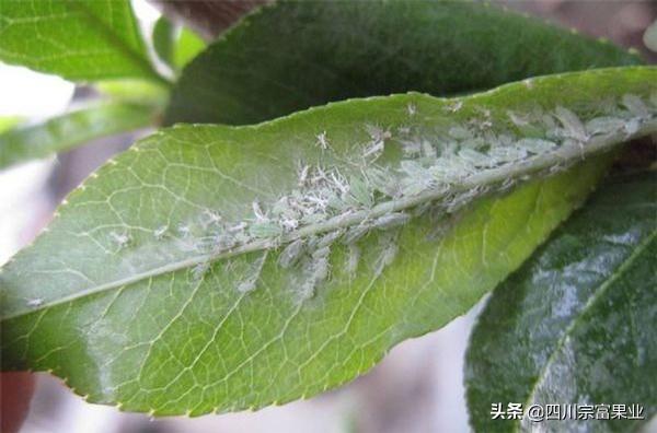 农村人很熟悉的蚜虫，也会为害梨树，造成提前落叶、削弱树势