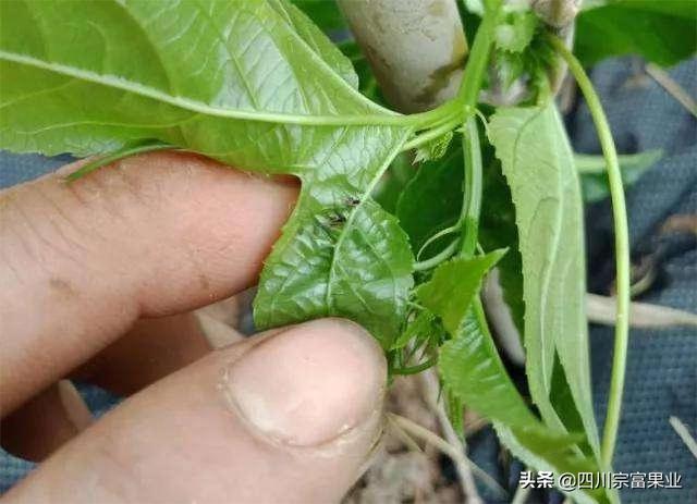 农村人很熟悉的蚜虫，也会为害梨树，造成提前落叶、削弱树势