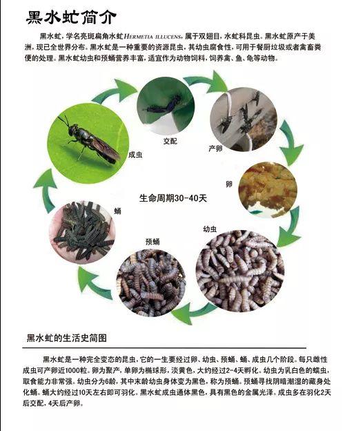 小虫子，大功效！爱吃废弃物的黑水虻，不仅保护了环境，还是提供能源的原材料