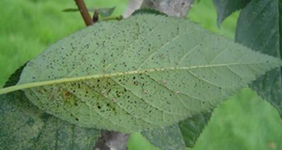 这些害虫还在吸食植物的“血液”，你知道吗？