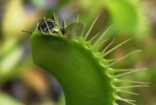 食肉植物为什么跟其他植物与众不同“吃”虫子只是“爱好”？