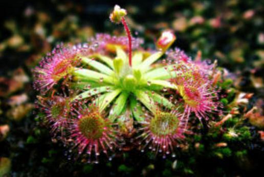 食肉植物为什么跟其他植物与众不同“吃”虫子只是“爱好”？