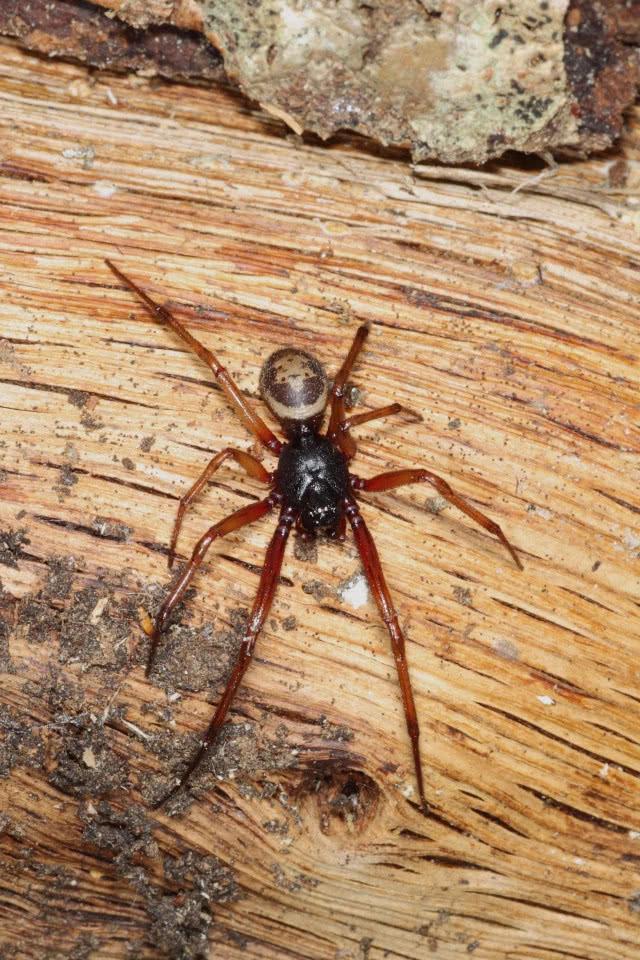 剧毒蜘蛛在家筑巢繁殖，英国一家人遭殃几乎全被咬