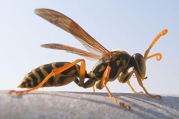 震惊！这种小虫每年都杀死上千人——胡蜂的自述