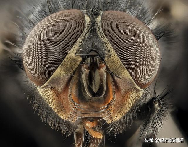 蝇的口器类型图片