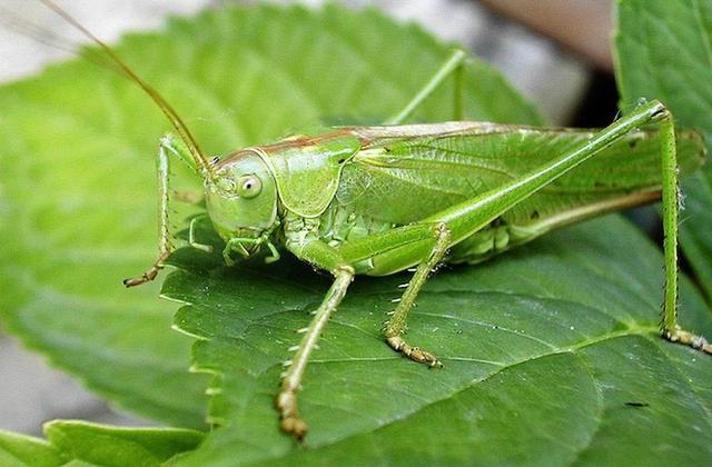 10大常见昆虫起源史揭秘：最早的苍蝇生活在1.58亿年前
