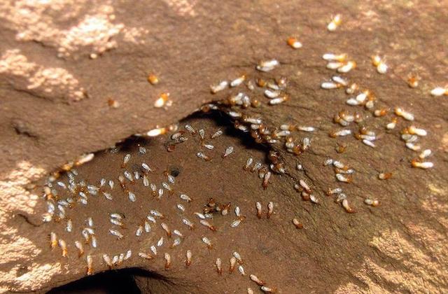 10大常见昆虫起源史揭秘：最早的苍蝇生活在1.58亿年前