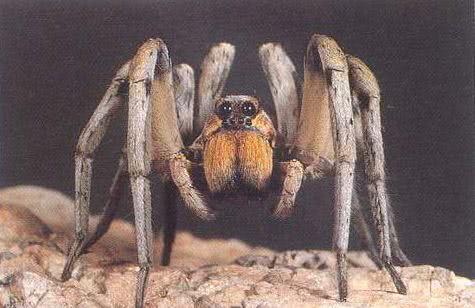 蜘蛛这种看似“邪恶”的生物，能给人类带来什么便利？