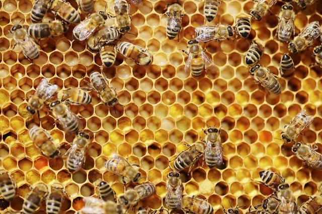 冷知识：蜜蜂可以识别人脸，却无法分辨同类？