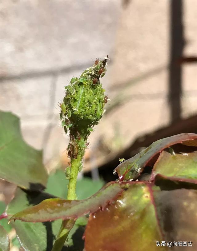 植物招了“蚜虫”，“大蒜水”显神威，学会这3招，虫卵一锅端