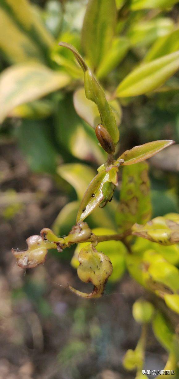 植物招了“蚜虫”，“大蒜水”显神威，学会这3招，虫卵一锅端