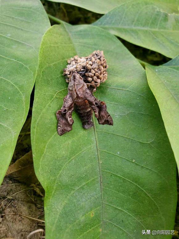 植物招了“蚜虫”，“大蒜水”显神威，学会这3招，虫卵一锅端