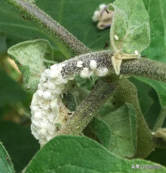 植物招了“蚜虫”，“大蒜水”显神威，学会这3招，虫卵一锅端