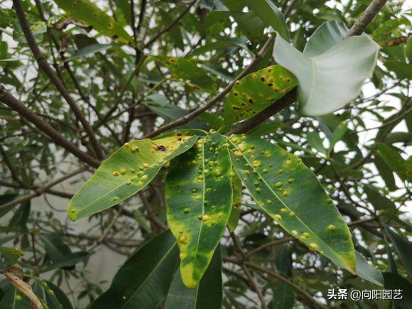 植物招了“蚜虫”，“大蒜水”显神威，学会这3招，虫卵一锅端