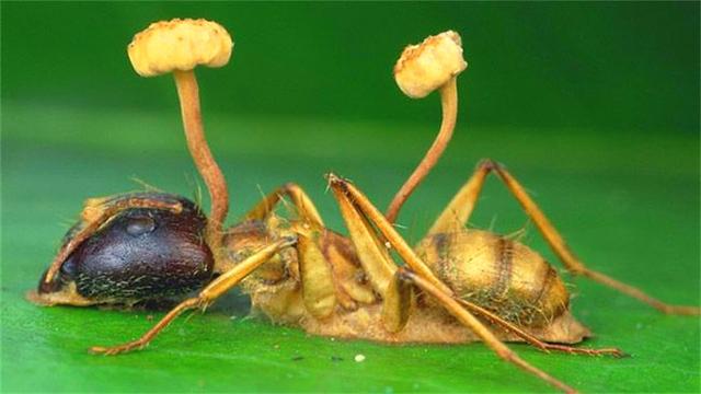 出人意料的蚂蚁，为对抗致命真菌，它们学会了“养殖”