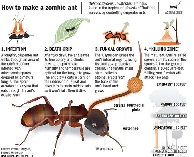 出人意料的蚂蚁，为对抗致命真菌，它们学会了“养殖”