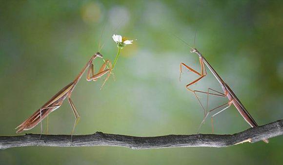 雌螳螂吃雄螳螂时，雄螳螂为什么不跑？绝不是因为爱情