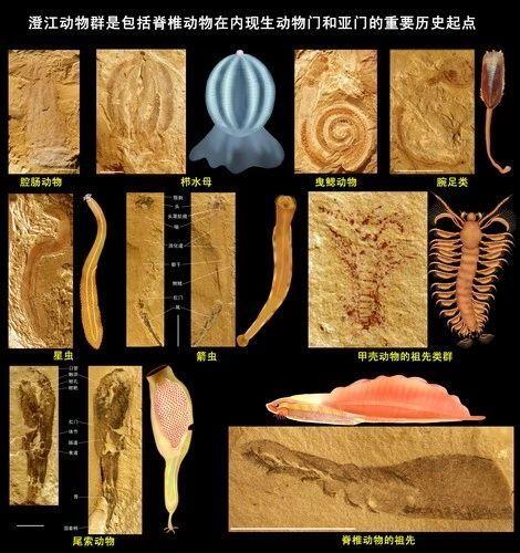 "离奇的白日梦"，怪异到科学家都研究好久的动物——怪诞虫