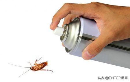 蟑螂的天敌有多厉害？大脑被控制，成为孵卵器