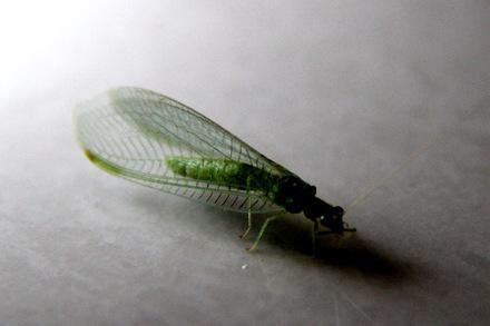 益虫从小而战，草蛉虫幼虫就能捕食害虫