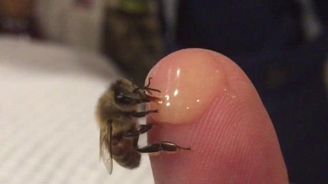 当蜜蜂迷路，无法回家时，它们会怎样？它们能独自生活吗？
