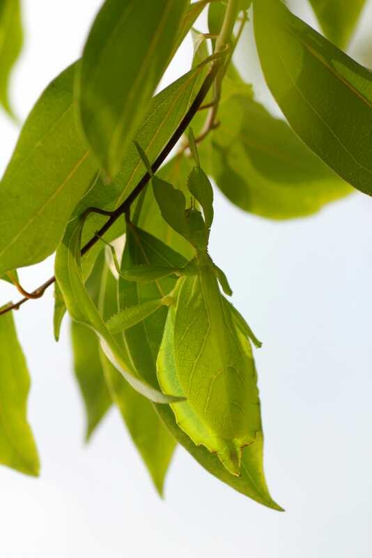 翅膀的出现改变了昆虫,昆虫翅膀除飞行外还有何妙用