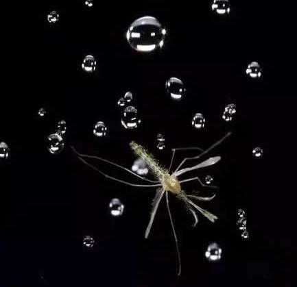 "可以承受的雨滴之重",当雨滴落在了蚊子身上,会发生什么