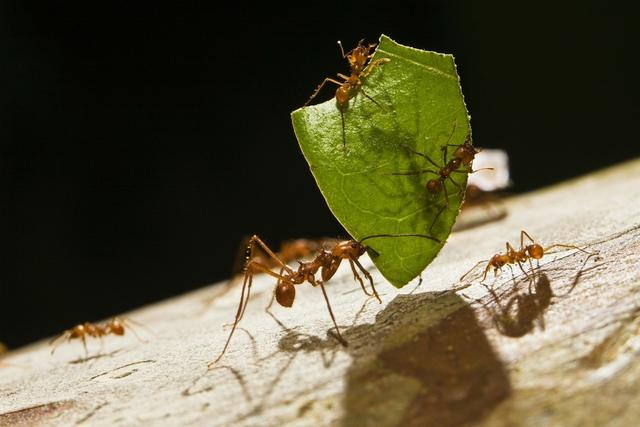切叶蚁：采集树叶不是为了吃，而是为了种“庄稼”