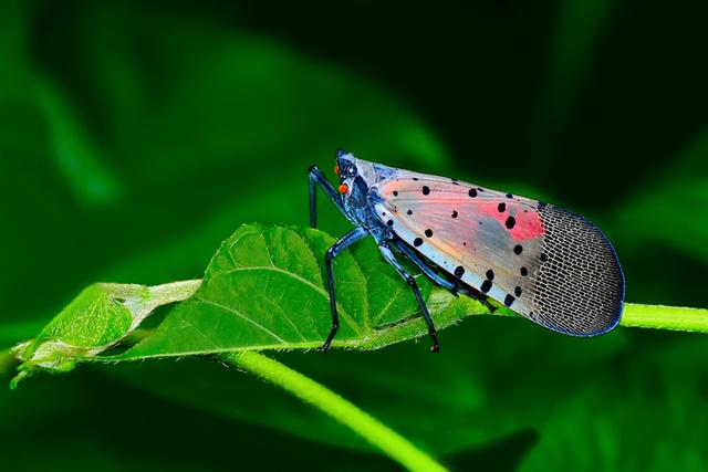 最漂亮也最有趣的昆虫，会蹦会装死，还治不孕不举，你家叫它什么