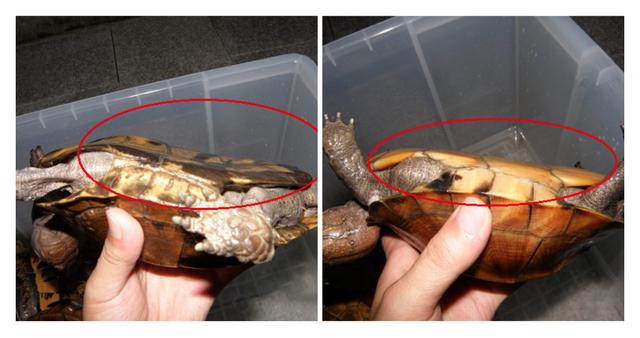 安能辨我是雌雄?不好意思,老天决定不了我的性别!