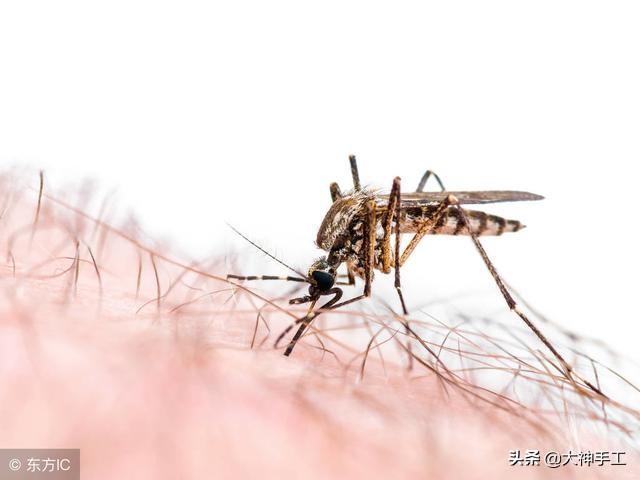 花蚊子在我国出现时间并不长，但人们白天已无法乘凉，它从哪来的