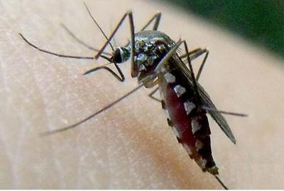 花蚊子在我国出现时间并不长，但人们白天已无法乘凉，它从哪来的